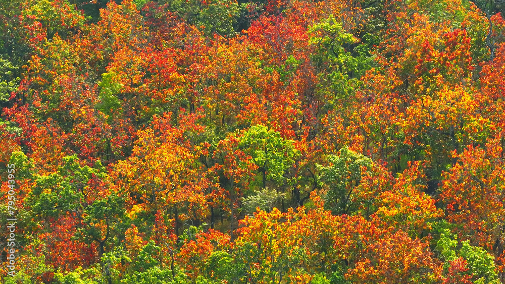 Thailand's Deciduous Dipterocarp Forest is a living masterpiece. Witness the breathtaking colors as leaves fall in vibrant red, yellow, and orange from a stunning drone perspective.
Thailand's Deciduous Dipterocarp Forest is a living masterpiece. Witness the breathtaking colors as leaves fall in vibrant red, yellow, and orange from a stunning drone perspective.