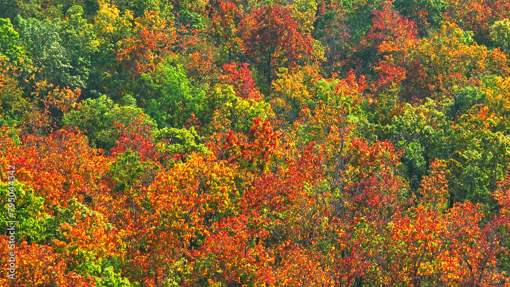 The Thailand dry dipterocarp forest, captured from above, showcases a diverse ecosystem with tall, deciduous trees, revealing intricate patterns of biodiversity. Ecosystem and biodiversity concept.
The Thailand dry dipterocarp forest, captured from above, showcases a diverse ecosystem with tall, deciduous trees, revealing intricate patterns of biodiversity. Ecosystem and biodiversity concept.