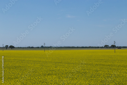 visuale particolare di un ambiente naturale di campagna sotto un cielo sereno, di giorno, in primavera e su un campo giallo di colza, nel nord est Italia photo