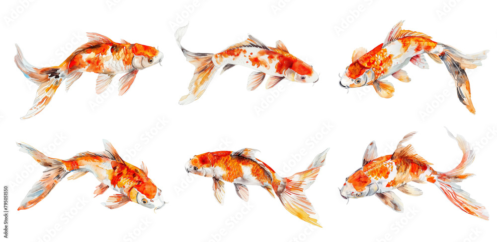 Koi fish watercolor set. Koi fish watercolor set.