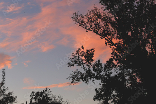 inquadratura in primo piano della sagoma scura di parte di un albero pieno di foglie con sullo sfondo il cielo azzurro e con alcune nuvole color arancione, colorate dalla luce del sole al tramonto photo