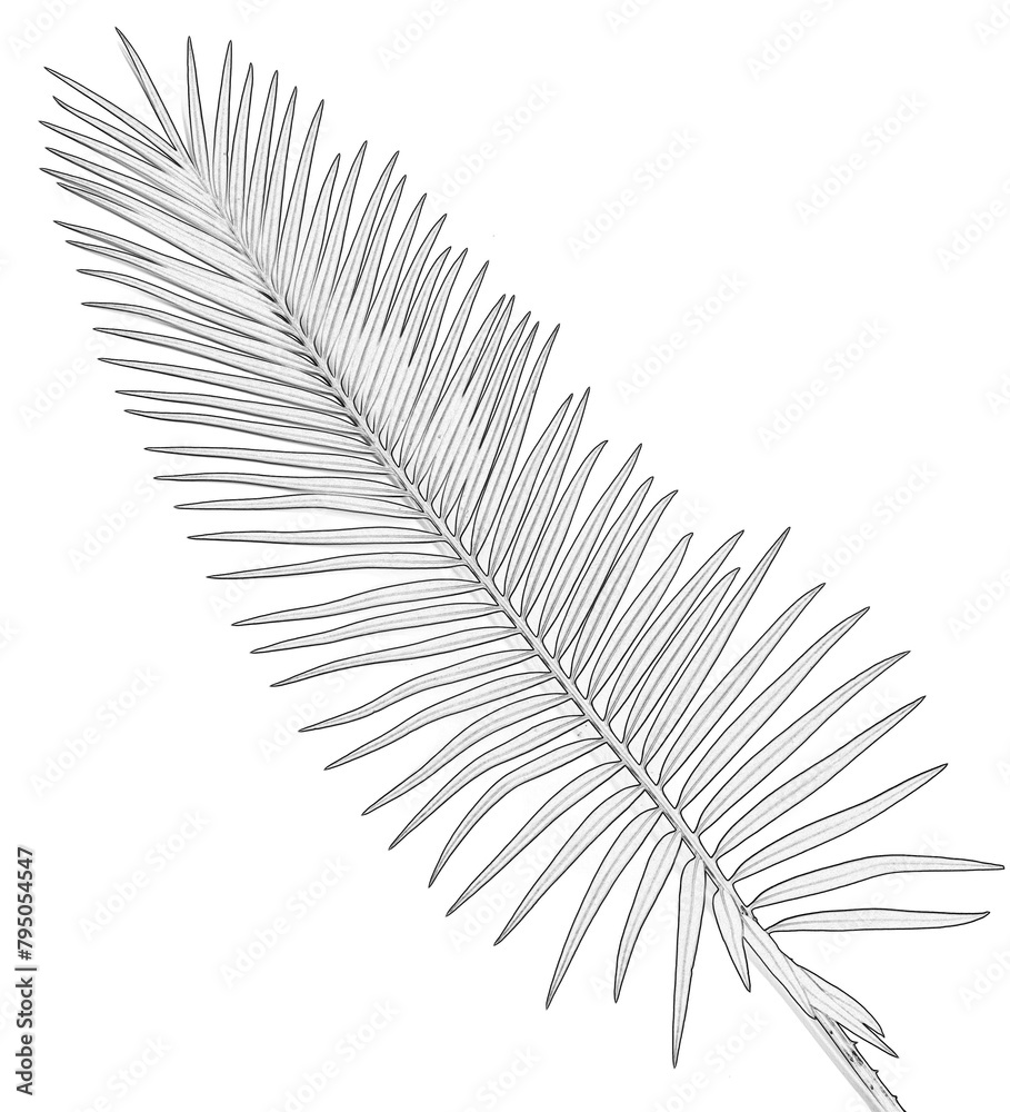 Fototapeta premium feuille de palmier