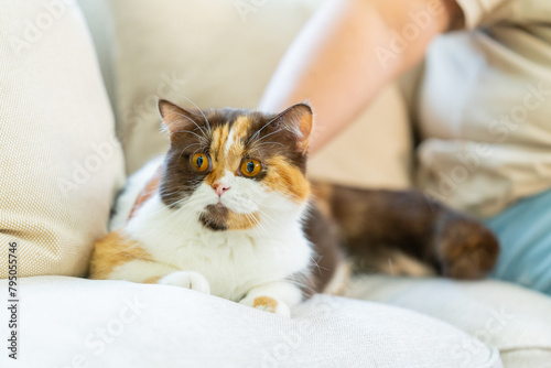 Cute female chocolate tortie white color British Shorthair breed cat enjoy and fun playing on sofa in living room. Adorable domestic indoor feline pet cat relaxing with owner family at home.