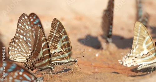 Group of beautiful butterflies sucking food or salt lick from floor at Pang Sida National Park, Sa Kaeo Province, Thailand. photo