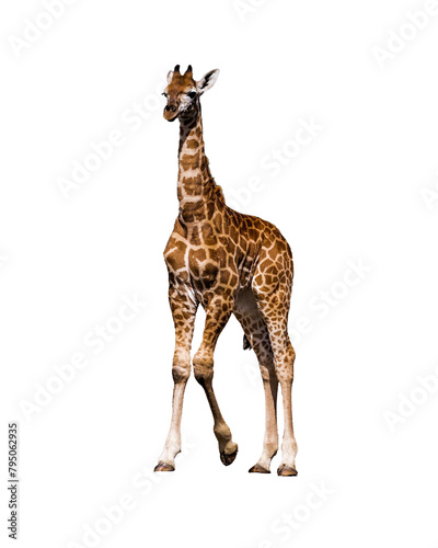 Fototapeta Naklejka Na Ścianę i Meble -  giraffe isolated on white