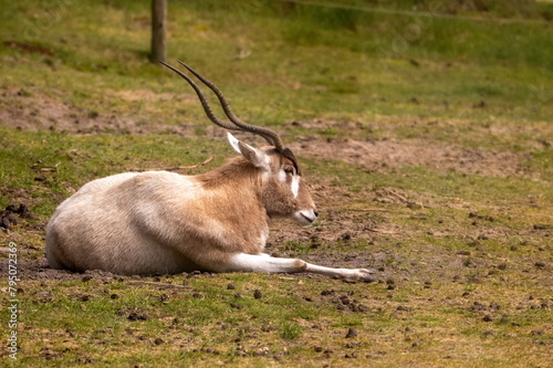 Mendesantilope