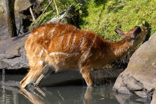 Sitatunga photo