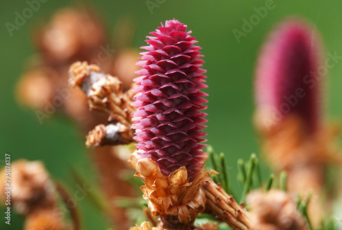 Cones in clusters in spring on pine branches