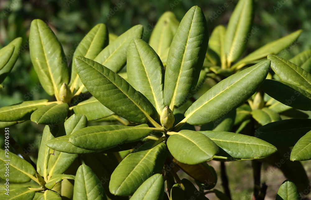 Rhododendron plant during flowering in spring Rhododendron plant during flowering in spring