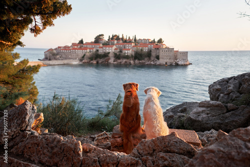 Two dogs, one golden and one cream-colored, sit side by side overlooking a tranquil sea and picturesque coastal village at dusk