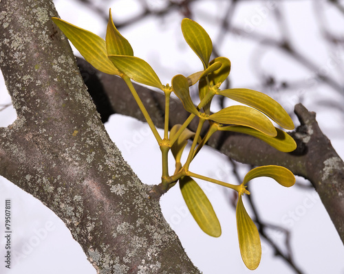Mistletoe green shoots on a branch in spring