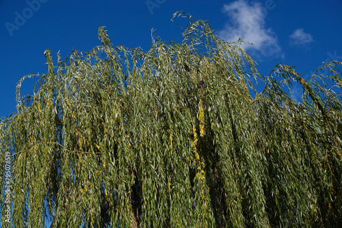 Tree Willow hybrid with long branches