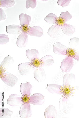 Fototapeta Naklejka Na Ścianę i Meble -  Pretty Pink and White Clematis Flower Petals for background