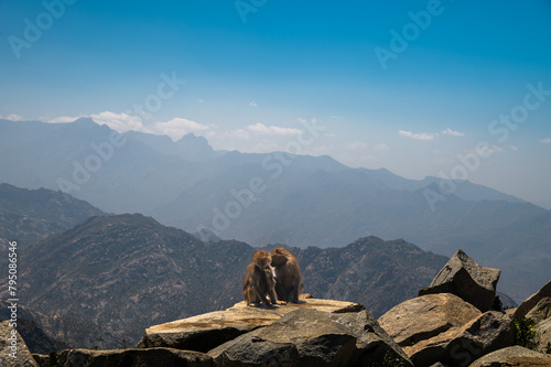 Hamadryas Baboon Sitting on the rock of Mountains from Al Hada  Taif 