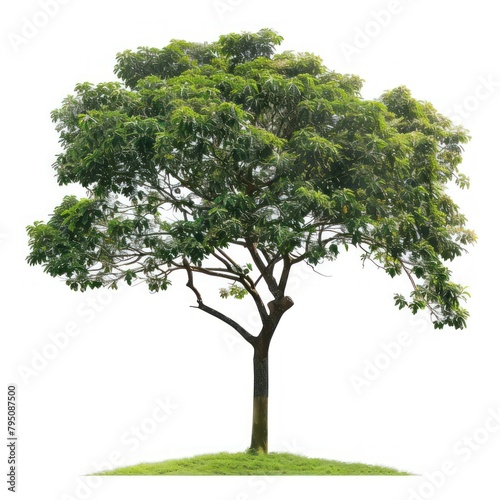 Tree with lush green leaves on white background