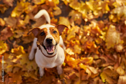 Portrait of a young dog Jack Russell breed with a sweater on a background of yellow grass covered with autumn leaves top view. Cozy autumn concept.