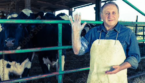 Veterinarian wears long glove to inspect cows photo