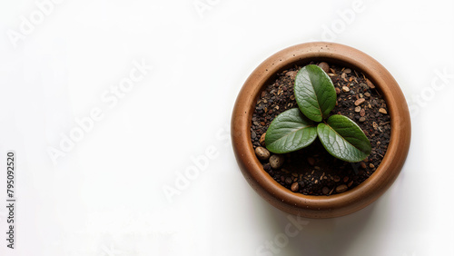 Early Life: Young Green Plant Sprouts in a Potted Earth Against Isolated on Pure White Background. View from Above. photo