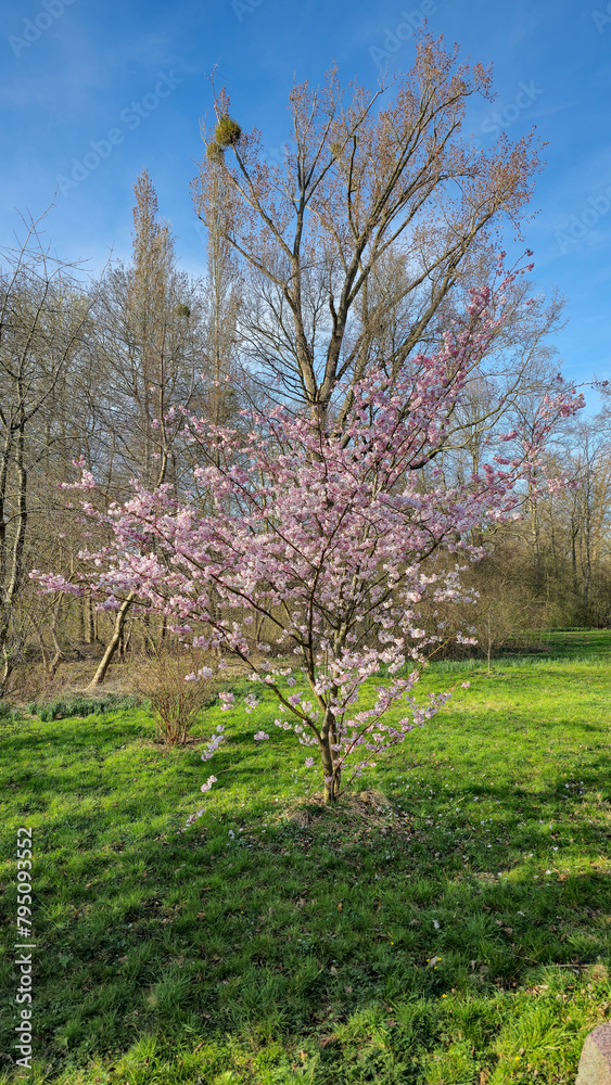 A pinkflowered tree stands amidst a grassy field under the sky Japanese cherry blossom Maschsee Hanover A pinkflowered tree stands amidst a grassy field under the sky Japanese cherry blossom Maschsee Hanover