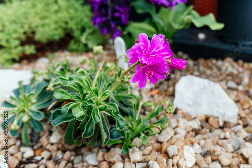 Vivid Pink Lewisia Blooming in Rocky Soil