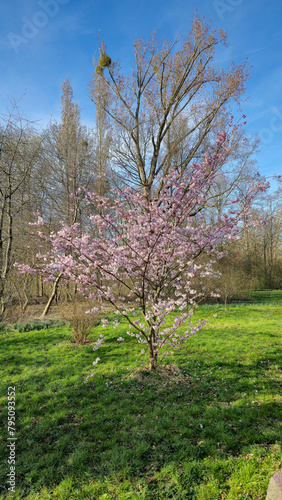 A pinkflowered tree stands amidst a grassy field under the sky Japanese cherry blossom Maschsee Hanover