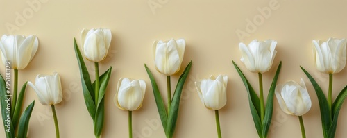 Group of White Tulips Arranged in a Circle