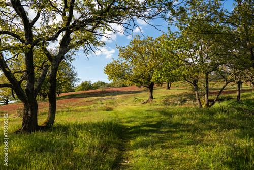 Naturschutzgebiet Hardungsberg, Dörscheid, April 2024