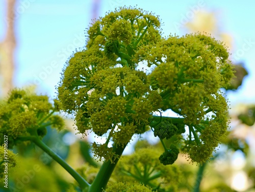 The Arrigoni Férule (Ferula arrigonii) is a Mediterranean plant of the genus Ferula and the apiacea family. Distribution: Corsica; Sardinia. Valencia, Spain photo