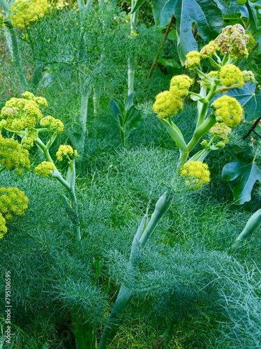 The Arrigoni Férule (Ferula arrigonii) is a Mediterranean plant of the genus Ferula and the apiacea family. Distribution: Corsica; Sardinia. Valencia, Spain photo