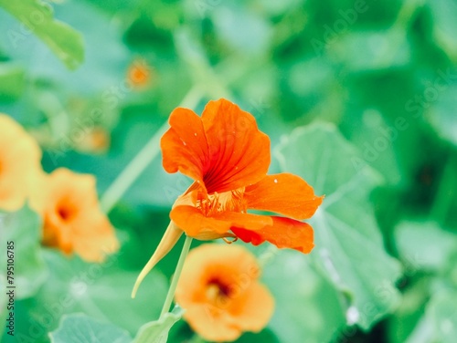 The garden nasturtium  nasturtium  Indian cress or monk s cress  Tropaeolum majus   Spain