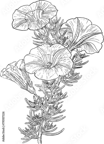 Hand drawn morning glory flower on stem with leaves