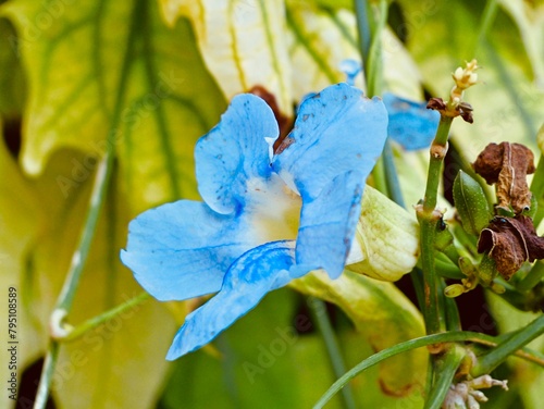 Bengal clockvine, Bengal trumpet, blue skyflower, blue thunbergia, blue trumpetvine, clockvine, skyflower or skyvine flowers (Thunbergia grandiflora), Spain photo
