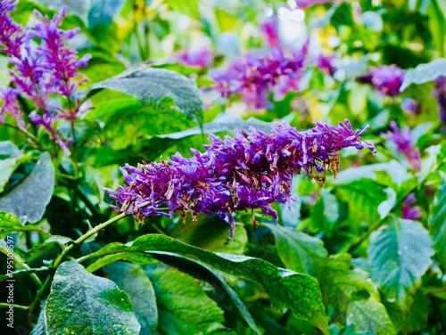Flowers of Purple Firespike, Purple Flame (Odontonema callystachyum). Odontonema, the toothedthreads, is a genus of flowering plants in the family Acanthaceae. Spain photo
