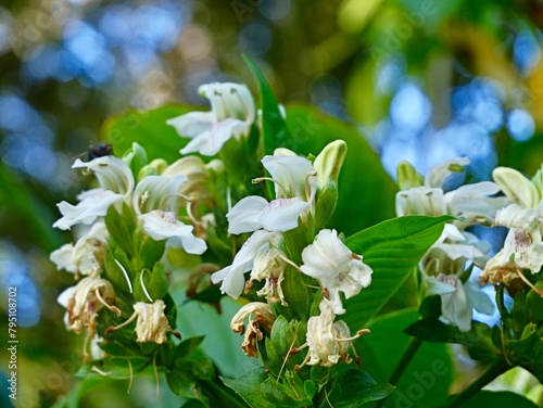 Flowering of Malabar nut, adulsa, adhatoda, vasa or vasaka (Justicia adhatoda), Spain photo