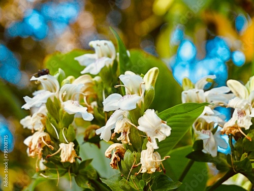 Flowering of Malabar nut, adulsa, adhatoda, vasa or vasaka (Justicia adhatoda), Spain photo