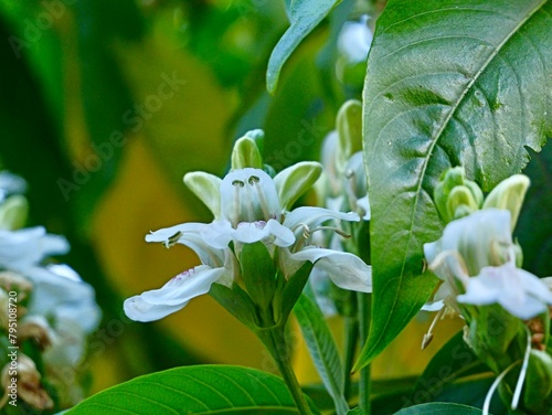 Flowering of Malabar nut, adulsa, adhatoda, vasa or vasaka (Justicia adhatoda), Spain photo