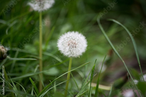 dandelion on grass