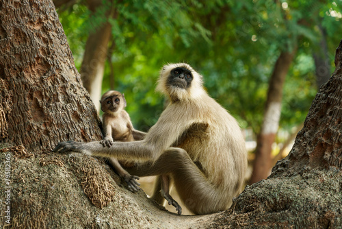 Photography A baby vervet monkey mother, chlorocebus pygerythrus, with her cub on a tree in