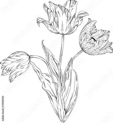 Hand drawn tulips with leaves