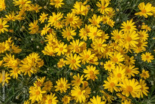 cheerful and vivid macro of large amount of yellow daisies