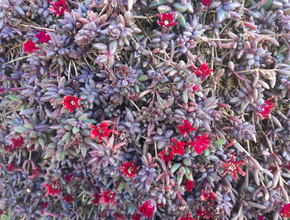 close up view of large amount of small flowers of succulent plant close up view of large amount of small flowers of succulent plant