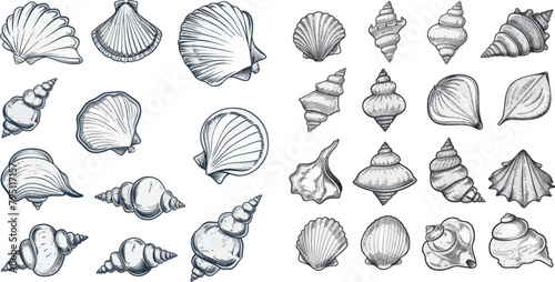 Sea shell outline icons