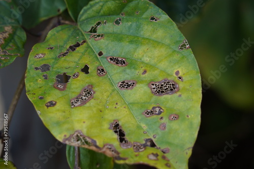 Closeup of insect chewed leaf. Plant leaves eaten by insects