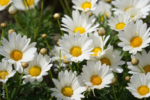 Argyranthemum  marguerite daisy blossom close-up