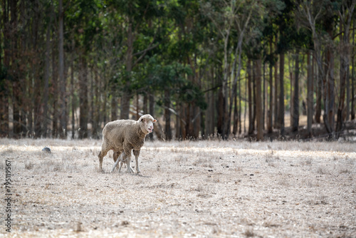 A group of sheep is grazing in the rural Australian countryside during autumn