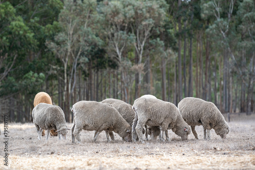 A group of sheep is grazing in the rural Australian countryside during autumn