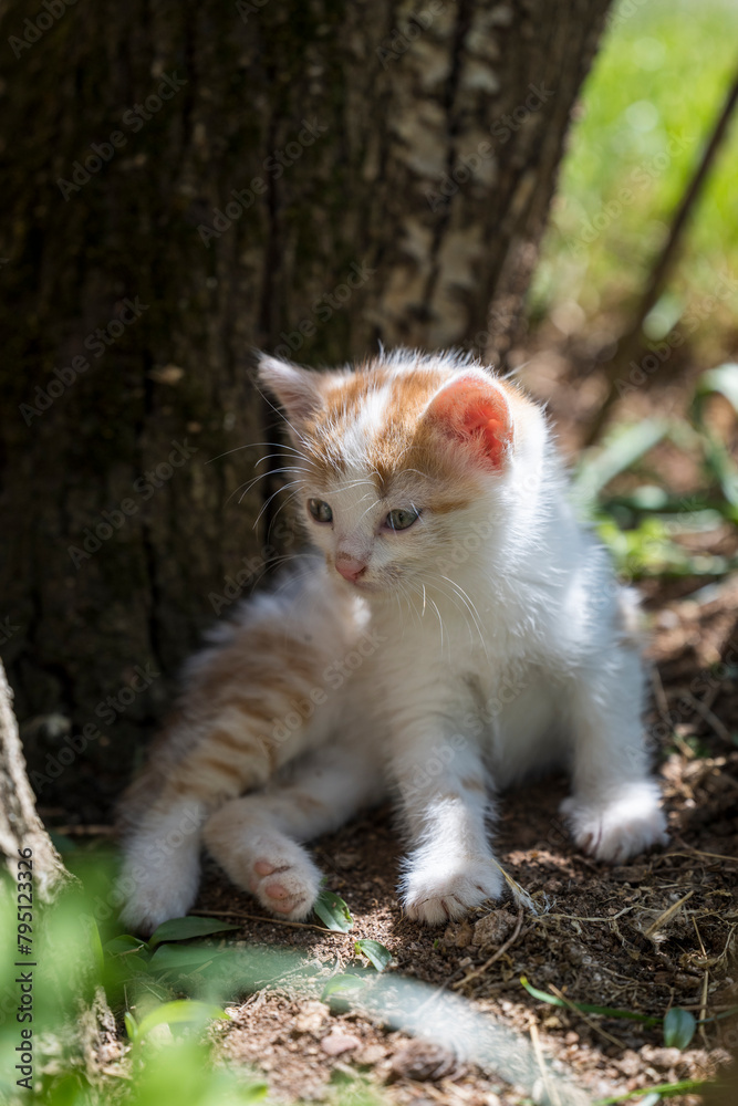 Portrait of a charming kitten. Portrait of a little kitten in green grass on the nature. Portrait of a white kitten with a brown head and gray eyes. Cats in the spring. Portrait of a charming kitten. Portrait of a little kitten in green grass on the nature. Portrait of a white kitten with a brown head and gray eyes. Cats in the spring.