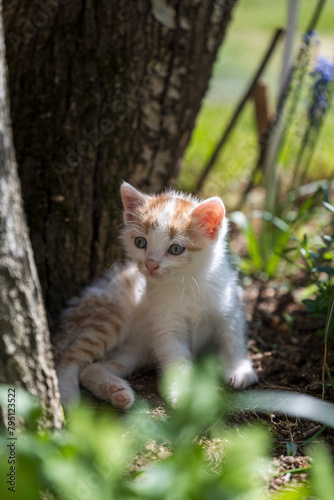 Portrait of a charming kitten. Portrait of a little kitten in green grass on the nature. Portrait of a white kitten with a brown head and gray eyes. Cats in the spring. 