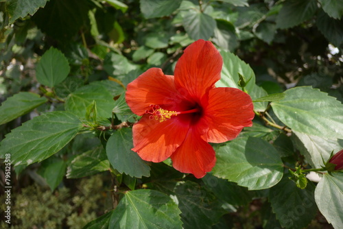 Hibiscus rosa-sinensis, known colloquially as Chinese hibiscus, China rose, Hawaiian hibiscus, rose mallow and shoeblack plant. photo