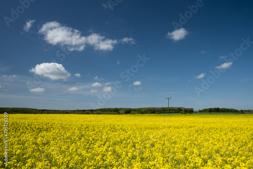 Crops Growing In Farmers Field, rapeseed fields, UK Agriculture